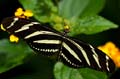 028 Zebra-Falter - Heliconius charitonius